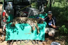 High genetic diversity discovered in South African leopards