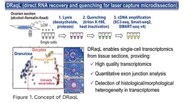 High-quality single-cell transcriptomics from tissue sections reveals histology-associated heterogeneity of mouse follicles