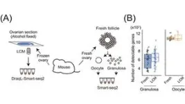 High-quality single-cell transcriptomics from tissue sections reveals histology-associated heterogeneity of mouse follicles 2