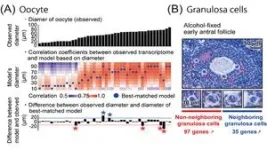 High-quality single-cell transcriptomics from tissue sections reveals histology-associated heterogeneity of mouse follicles 3