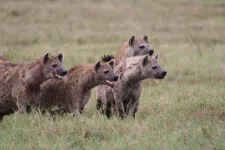 High-ranking male hyenas have better chances with females because they are less stressed