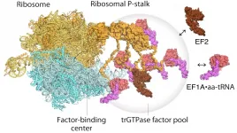 High-speed atomic force microscopy visualizes cell protein factories