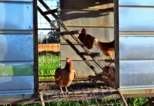 High winds can worsen pathogen spread at outdoor chicken farms 2