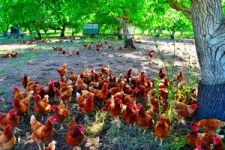 High winds can worsen pathogen spread at outdoor chicken farms 3