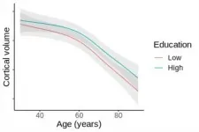 Higher education does not influence how the brain ages