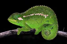 Highlands of diversity: Another new chameleon from the Bale region, Ethiopia