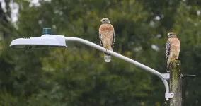 Highly and casually active citizen scientists contribute equally valuable data