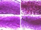 Highly exposed to phthalates as fetuses, female mice have altered reproductive lives