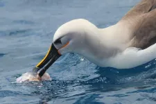 Highly-sensitive beaks could help albatrosses and penguins find their food