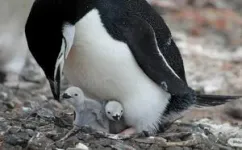 Highly-sensitive beaks could help albatrosses and penguins find their food 2