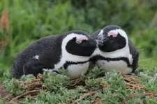 Highly-sensitive beaks could help albatrosses and penguins find their food 3