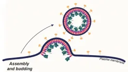 Highly targeted CRISPR delivery system advances gene editing in living animals