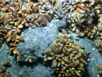 Hijacking the command center of the cell: nuclear parasites in deep-sea mussels