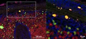 Hijacking the command center of the cell: nuclear parasites in deep-sea mussels 2