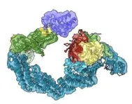 Hitting the bull’s eye to target ‘undruggable’ diseases – researchers reveal new levels of detail in targeted protein degradation 2