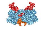 HIV virulence depends on where virus inserts itself in host DNA