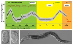 HKU biologists determine the evolutionary age of individual cell types providing critical insights for animal development