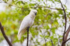 HKU ecologists reveal key genetic insights for the conservation of iconic cockatoo species