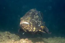 HKU ecologists uncover significant ecological impact of hybrid grouper release through religious practices