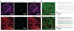 HKU Mechanical Engineering team develops electroconductive hydrogel for biomedical applications 2