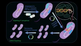 HKU scientists harness the naturally abundant CRISPR-Cas system to edit superbugs with the hope of treating infections caused by drug resistant pathogens