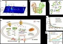 HKU scientists reveal silver-based antimicrobials can be utilized as antibiotic adjuvants to combat antibiotic-resistant Staphylococcus aureus