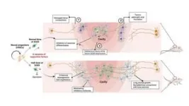 HKUMed & CityU researchers jointly generate human neural stem cells with powerful therapeutic potential for the treatment of spinal cord injury, paving the way for new therapeutic opportunities 2