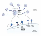 HKUMed identifies novel host protease determinants for SARS-CoV-2 infection