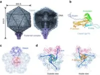 HKUST researchers report the high-res structure of a cyanobacterial virus 2