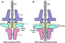 HKUST researchers report the high-res structure of a cyanobacterial virus 3