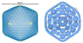 HKUST researchers throw new light on carboxysomes in key discovery that could boost photosynthesis 3