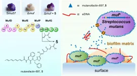 HKUST researchers unlock the micro-molecular physiochemical mechanism of dental plaque formation