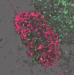 Hollings researchers develop small molecule to stimulate natural killer cells against neuroblastoma