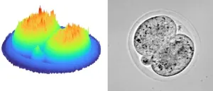 Holograms for life: Improving IVF success