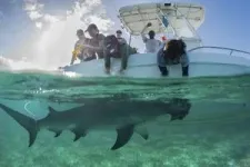 Home sweet home: some great hammerhead sharks stick to the perfect neighborhood in the Bahamas instead of migrating 3