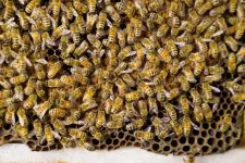 Honey bee waggle dance depends on its audience, study finds