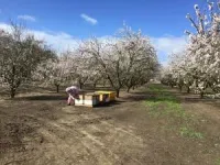 Honey bees in demand: New contract strategies to support pollination services 3