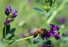 Honey bees more faithful to their flower patches than bumble bees