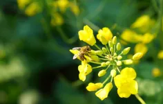 Honey bees use social learning to improve waggle dancing