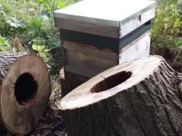 Honeybee cluster—not insulation but stressful heat sink