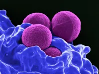 Hope for a vaccination against Staphylococcus areus infections?