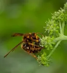 Hornets found to be primary pollinators of two Angelica species 2