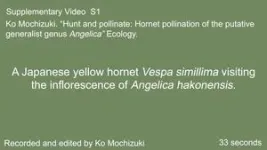 Hornets found to be primary pollinators of two Angelica species 3