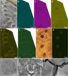 Horodyskia is among the oldest multicellular macroorganisms: Study 3