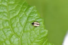 Horseradish flea beetle: Protected with the weapons of its food plant