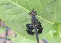 Hot dragonfly summer: species with darker wings have evolved to withstand heat and attract partners 2