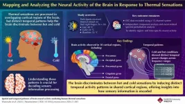 Hot or cold? How the brain deciphers thermal sensations