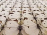 How a butterfly invasion minimizes genetic diversity 2