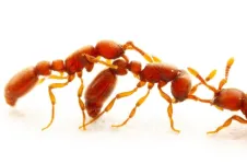 How ants distinguish friend from foe