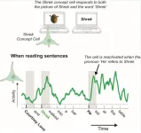 How are pronouns processed in the memory-region of our brain?